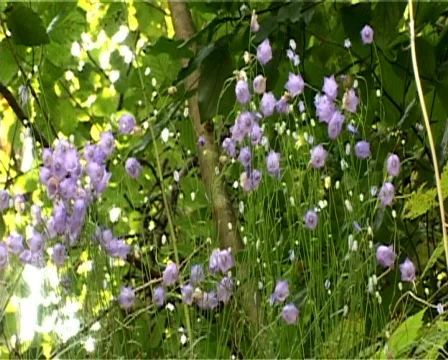 Flowers at wind  Video stock 306435