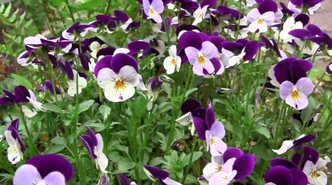 Flowers in the wind Stock Footage 5165507