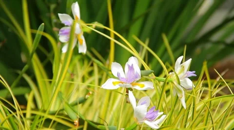 Flowers in wind Stock Footage 7138103