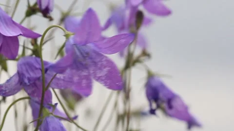Flowers in the wind Stock Footage 8549485