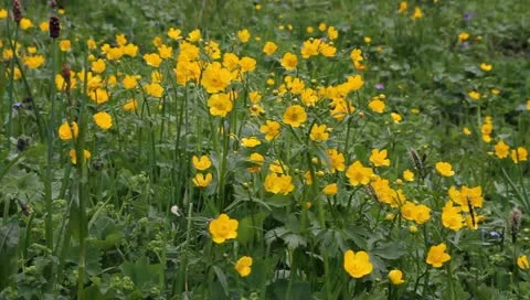 Flowers on a wind Stock Footage 11407369