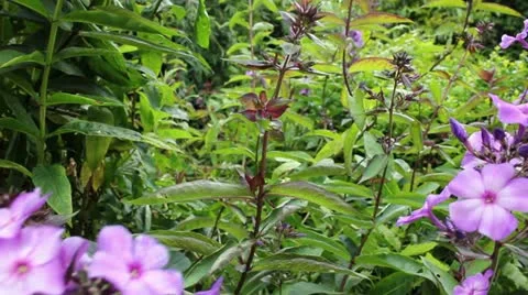 Flowers in the wind Video stock 11407668