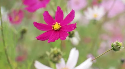 Flowers in the wind Stock Footage 12320911