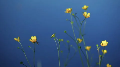 Flowers in the wind Stock Footage 46065015