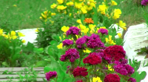 Flowers in the wind Stock Footage 47663950
