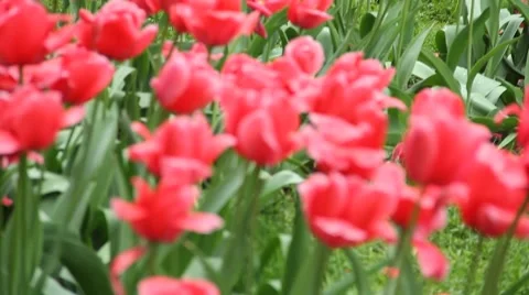 Flowers on the wind Stock Footage 50082569