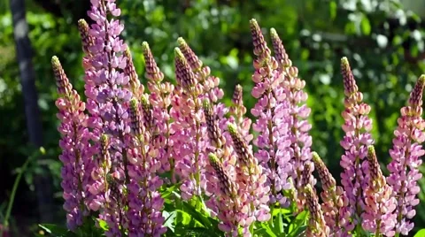 Flowers in the wind Stock Footage 51672419