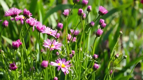 Flowers in the wind Stock Footage 51672425