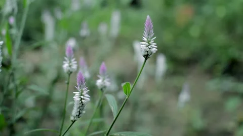 Flowers in the wind Stock Footage 52946290