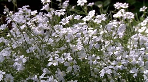 Flowers in the wind Stock Footage 68896411