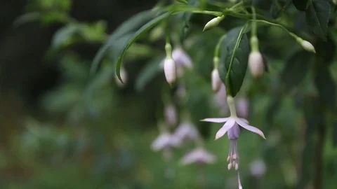 Flowers in the wind Stock-Footage 71857721