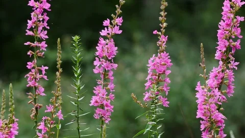 Flowers in the Wind Video stock 77844918