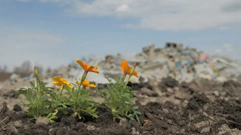 Flowers in the wind Видео 107533809