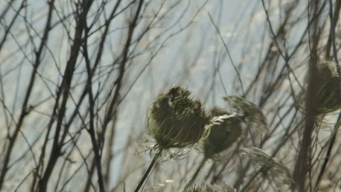 Flowers in the wind Stock Footage 125062635