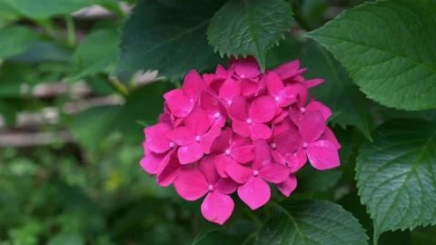 Flowers in the wind Stock Footage 134970704