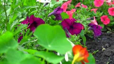 Flowers in the wind Stock Footage 148462364