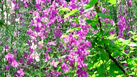 Flowers in the Wind Stockbeeldmateriaal 155528158
