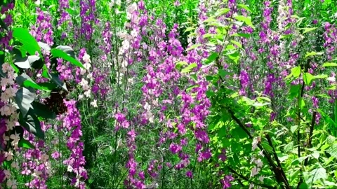 Flowers in the Wind A Stock Footage 155528169