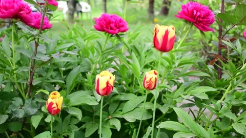 Flowers in the wind Stock Footage 163122117