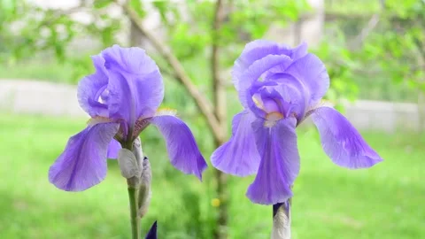 Flowers in the wind Stock Footage 163122147