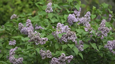 Flowers in the Wind Stock Footage 165264644