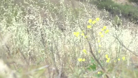 Flowers with wind Stock Footage 190679685