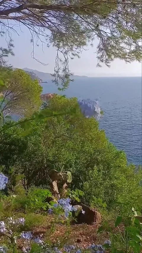 Flowers in the Wind Video stock 255501591