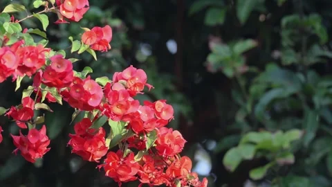 Flowers in the wind. Stock Footage 299997128