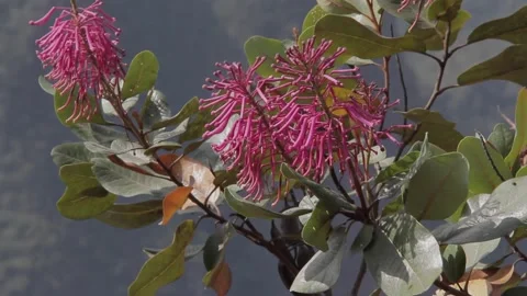 Flowers with wind. Machu Picchu, Cusco, Peru Stock Footage 130463353