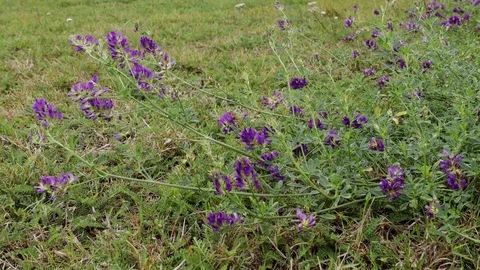 Flowers in the Wind on a Meadow Stock Footage 117472774