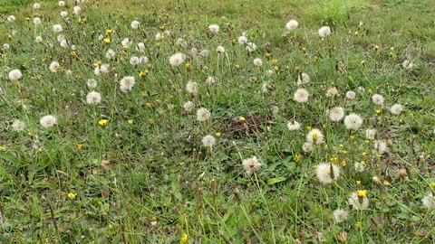 Flowers in the Wind on a Meadow Stock Footage 117472852