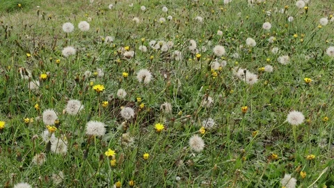 Flowers in the Wind on a Meadow Stock Footage 117472856