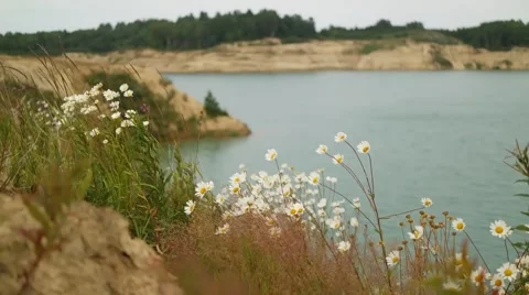 Flowers in the wind next to the lake Vídeos de archivo 57477543