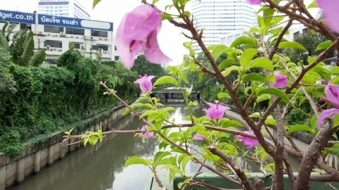 Flowers in the wind over a small bridge Stock Footage 80738231