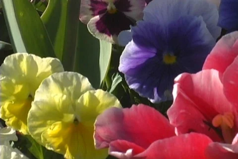 Flowers in the Wind at a Park Stock Footage 377029