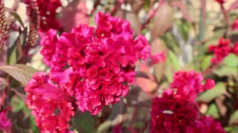 Flowers in the wind. Slow motion abstract background Stock Footage 45918937