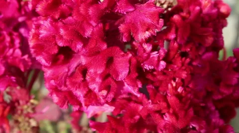 Flowers in the wind. Slow motion abstract background Stock Footage 45918938