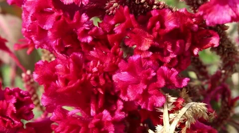 Flowers in the wind. Slow motion abstract background Video stock 45918976