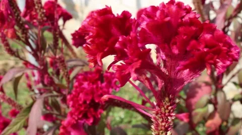 Flowers in the wind. Slow motion abstract background Vídeos de archivo 45918996