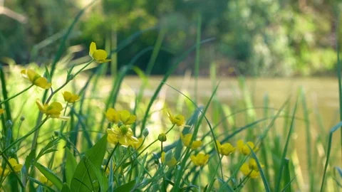Flowers in the wind in slow motion Stock Footage 90545047