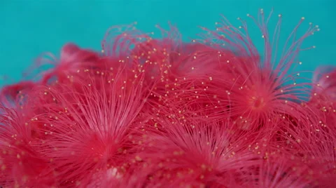 Flowers in the wind. Slow motion macro background. Video stock 41797999