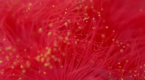 Flowers in the wind. Slow motion macro background. Stock Footage 41883987