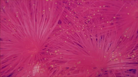 Flowers in the wind. Slow motion macro background. Stock Footage 41931311