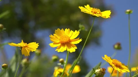 Flowers in the wind, summer time Stock Footage 133386600
