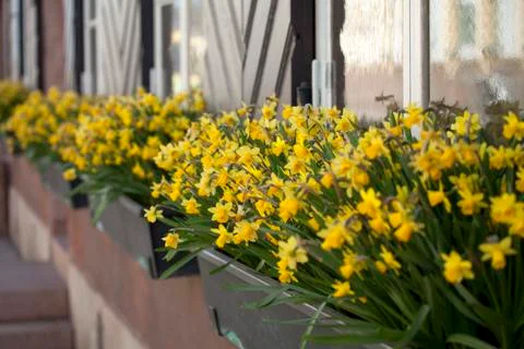 Flowers on window board Stock Photos