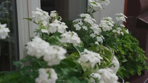 Flowers on the window cornice Stock Footage 329093535