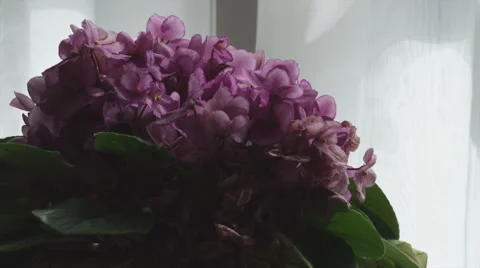 Flowers by Window Stock Footage 42154628