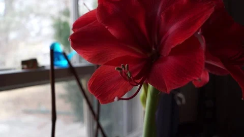 Flowers in the Window Stock Footage 73583449