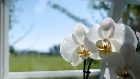 Flowers in the window Stock Footage 84209820