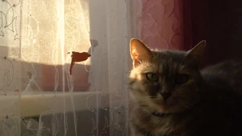 Flowers by the window in the house basking in the sun in winter Stock-Footage 327391335